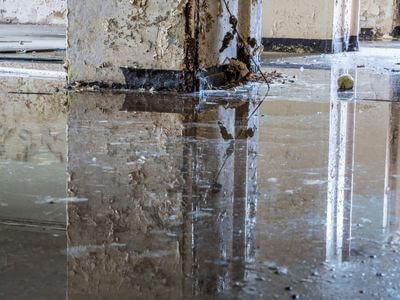About Black Mold Removal Concrete - black mold removal experts in Concrete