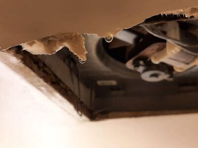 Professional black mold removal services in Concrete - Black Mold Removal Concrete