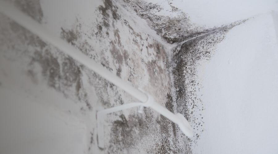 Why choose Black Mold Removal Concrete for black mold removal in Concrete